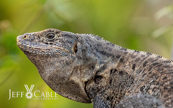 Costa Rica Photo Tours