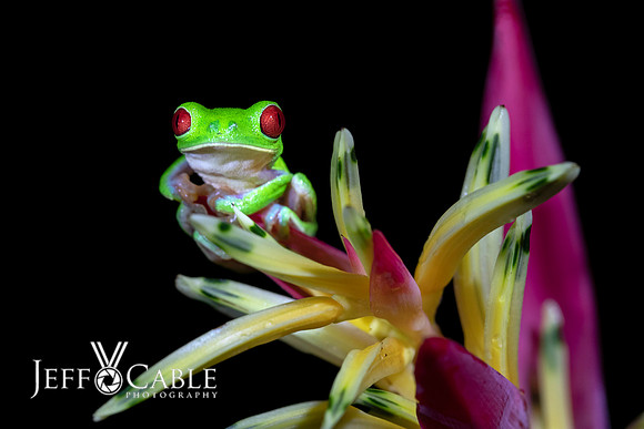 Costa Rica Photo Tours