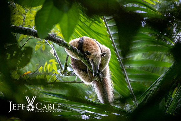 Costa Rica Photo Tours