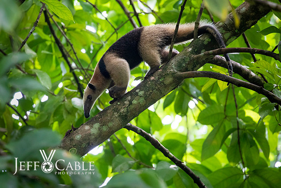 Costa Rica Photo Tours