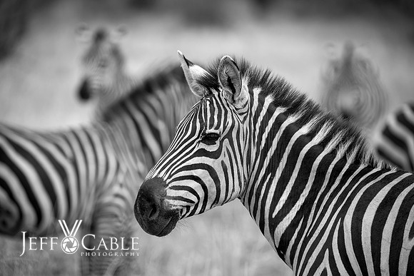 Edit-Tanzania-Migration-Tour-00461-BW