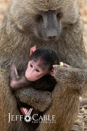 Edit-Tanzania-Migration-Tour-00782-crop