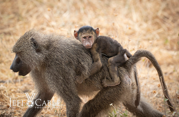 Edit-Tanzania-Migration-Tour-00795