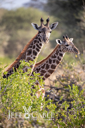Edit-Tanzania-Migration-Tour-00835
