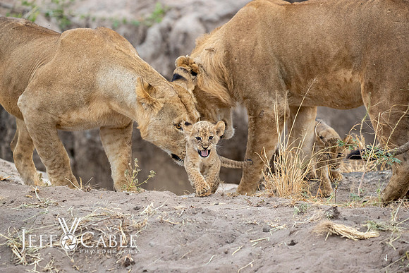 Edit-Tanzania-Migration-Tour-01256