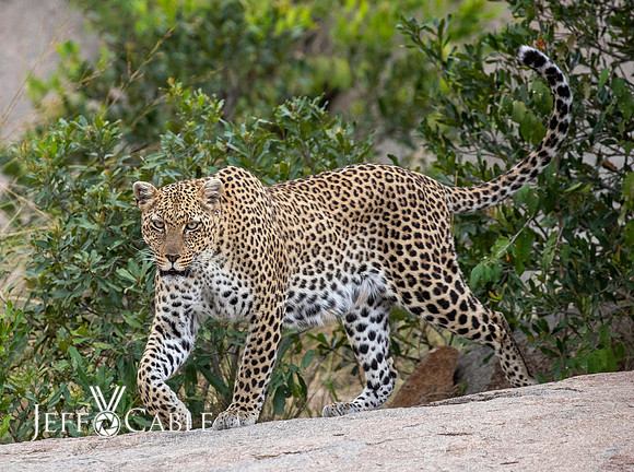 Edit-Tanzania-Migration-Tour-01475-crop