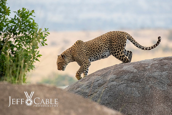 Edit-Tanzania-Migration-Tour-01549-crop