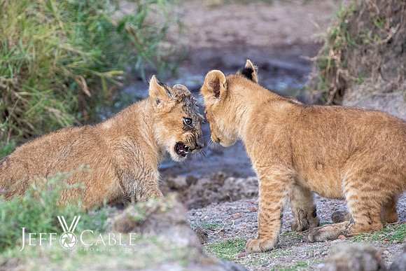 Edit-Tanzania-Migration-Tour-01664-crop