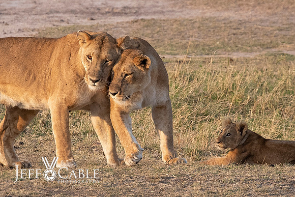 Edit-Tanzania-Migration-Tour-01709-crop