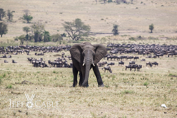 Edit-Tanzania-Migration-Tour-01954