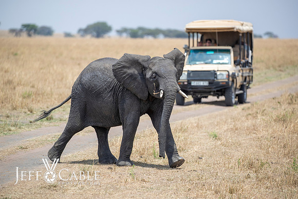 Edit-Tanzania-Migration-Tour-02091