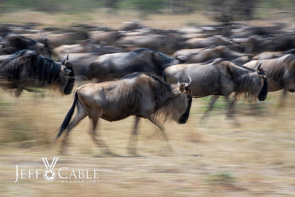 Edit-Tanzania-Migration-Tour-02311