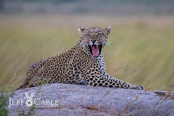 Edit-Tanzania-Migration-Tour-02674-crop
