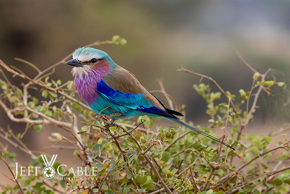 Edit-Tanzania-Migration-Tour-00445