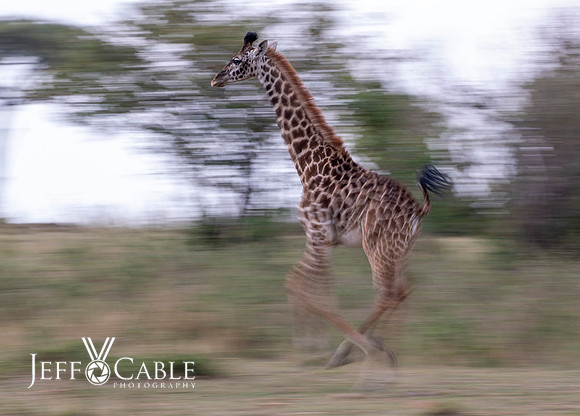 Edit-Tanzania-Migration-Tour-crop-02149