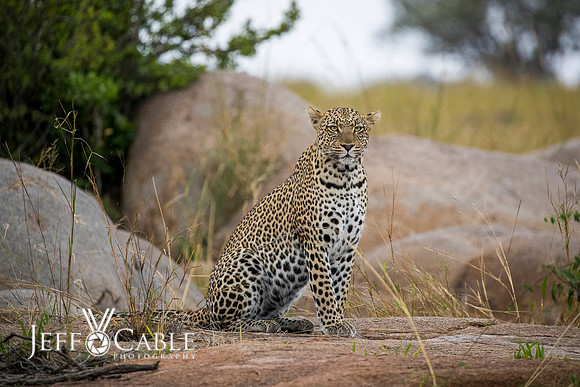Edit-Tanzania-Migration-Tour-02775