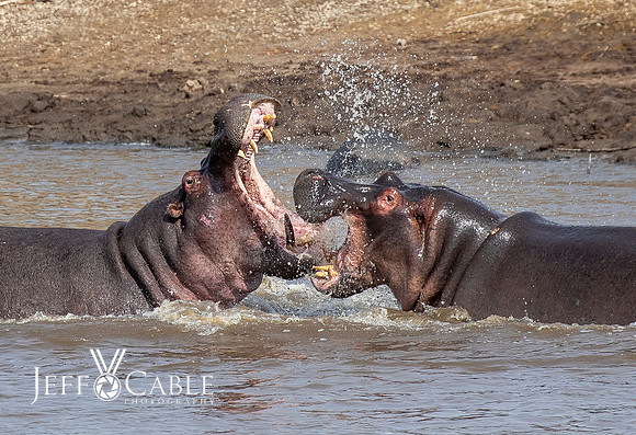 Edit-Tanzania-Migration-Tour-03027-crop