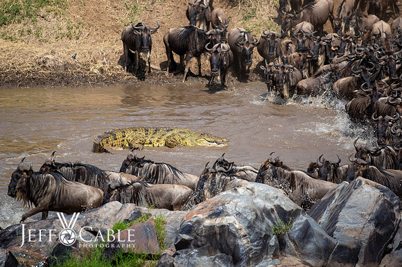 Edit-Tanzania-Migration-Tour-03166
