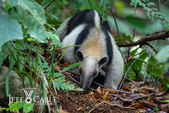 Costa Rica Photo Tours