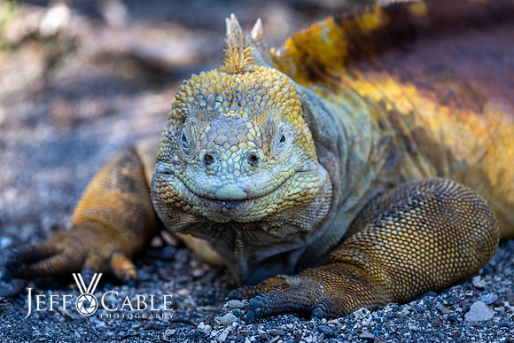 Edit-Galapagos-Photo-Tour#2-2119
