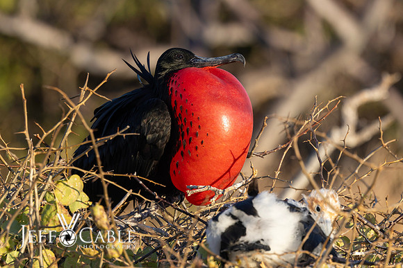 Edit-Galapagos-Photo-Tour#2-4075