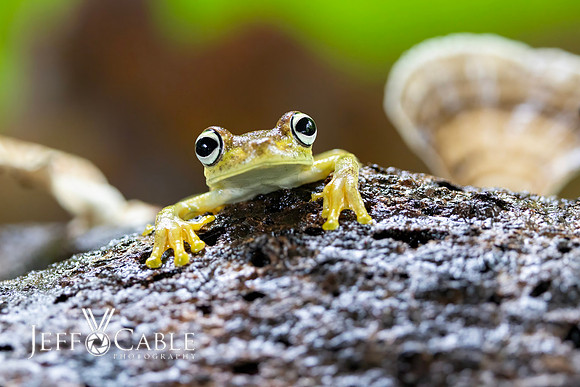 Costa Rica Photo Tours