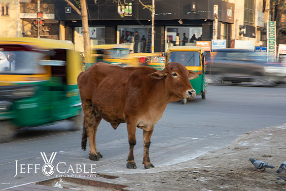 Edit-India-Photo-Tour1-0562