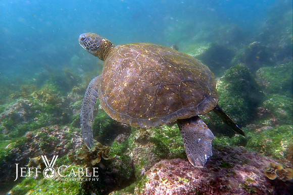 Edit-Galapagos-Photo-Tour#2-2257