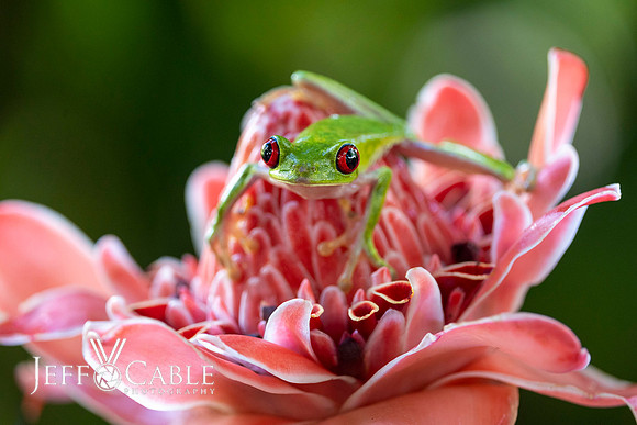 Costa Rica Photo Tours