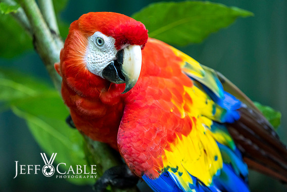 Costa Rica Photo Tours
