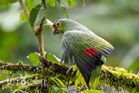 Costa Rica Photo Tours