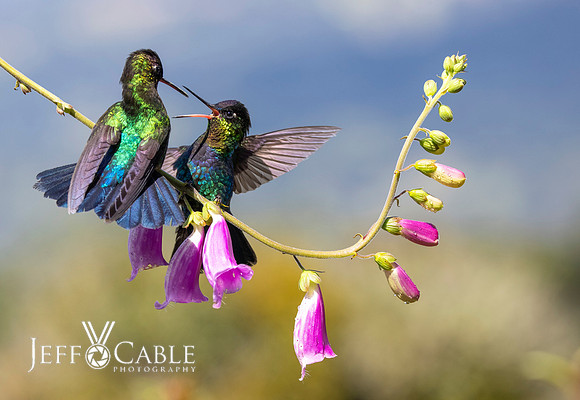 Costa Rica Photo Tours