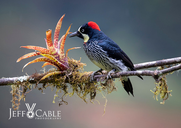 Costa Rica Photo Tours