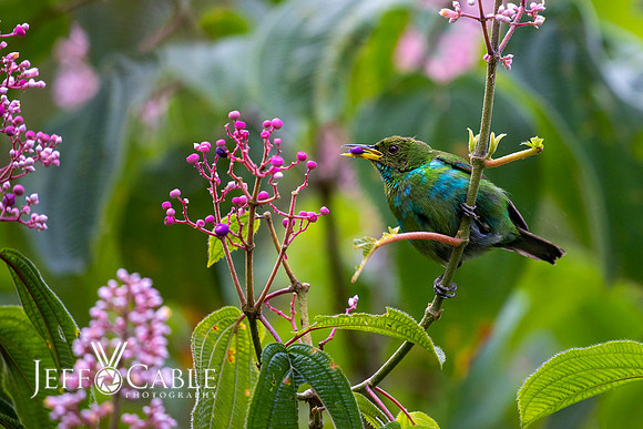 Costa Rica Photo Tours
