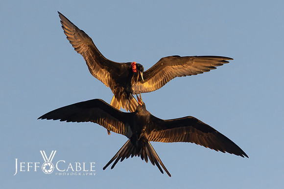 Edit-Galapagos-Photo-Tour#2-2171