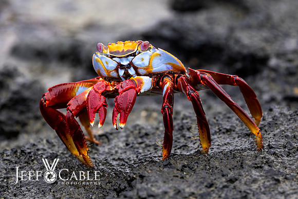 Edit-Galapagos-Photo-Tour#2-1025
