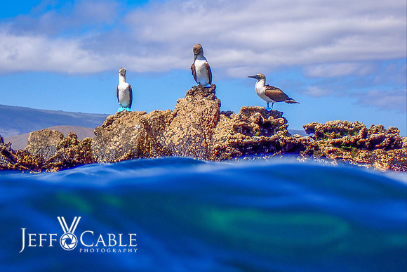 Edit-Galapagos-Photo-Tour#2-2233