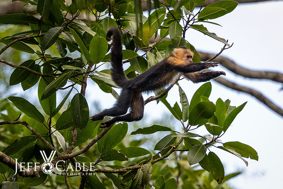 Costa Rica Photo Tours