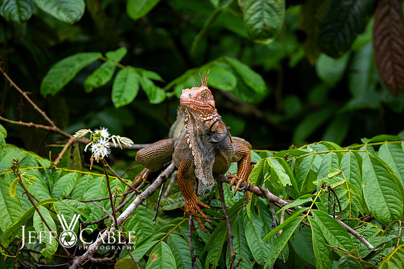 Costa Rica Photo Tours
