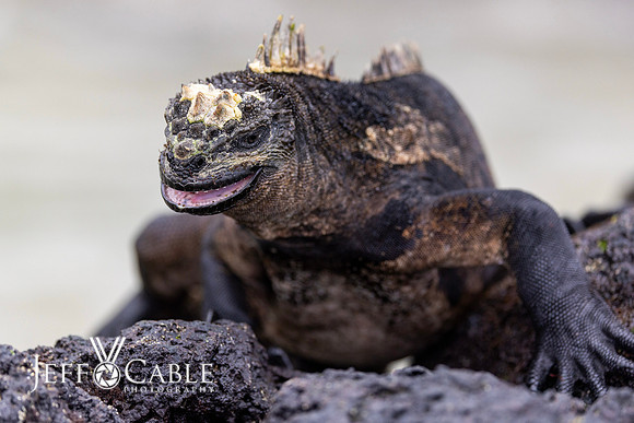 Edit-Galapagos-Photo-Tour#2-1407