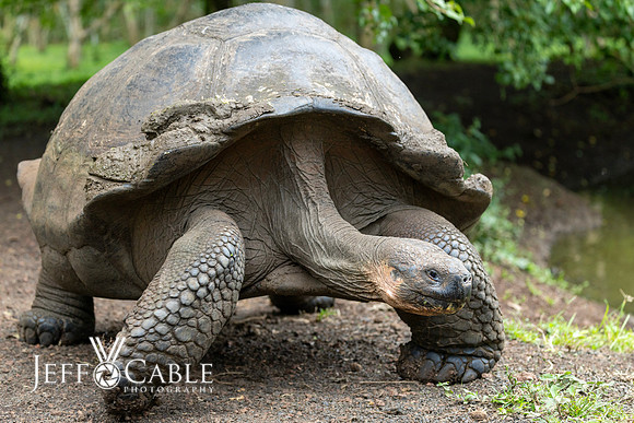 Edit-Galapagos-Photo-Tour#2-0628