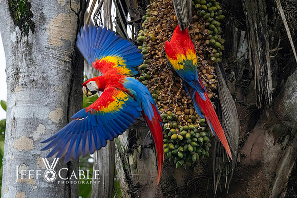 Costa Rica Photo Tours
