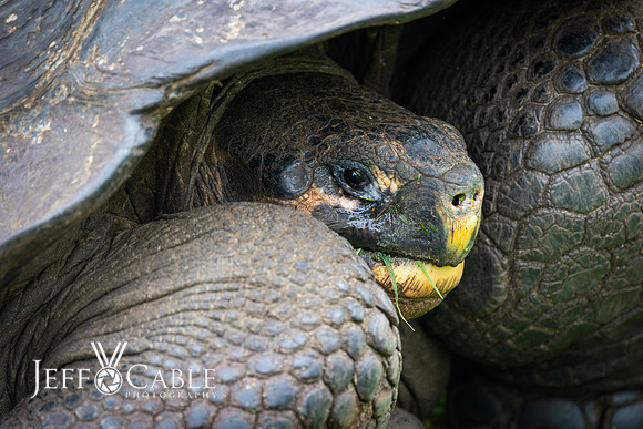 Edit-Galapagos-Photo-Tour#2-0598