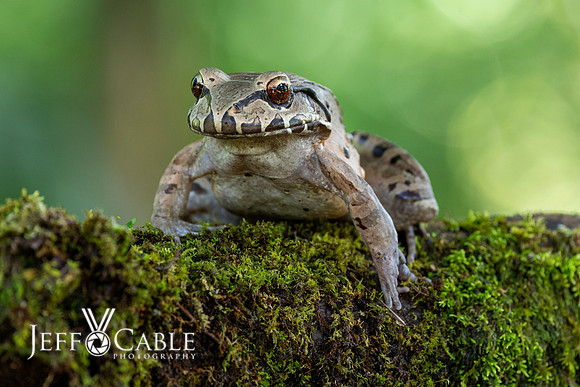 Costa Rica Photo Tours
