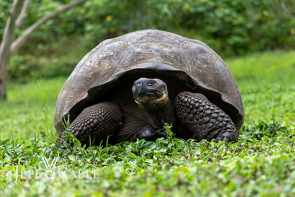 Edit-Galapagos-Photo-Tour#2-0351