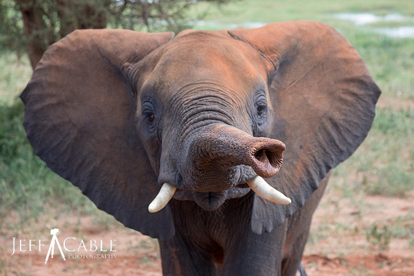 Edit-Tanzania-Safari4-1183