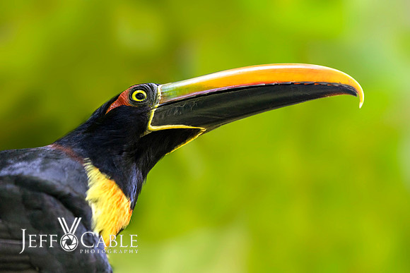 Costa Rica Photo Tours