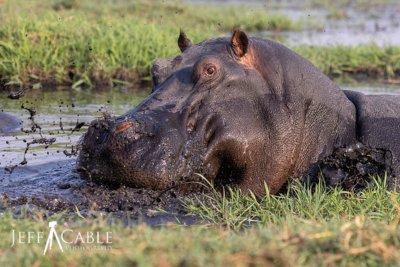 Edit-Botswana-2021-2443-crop