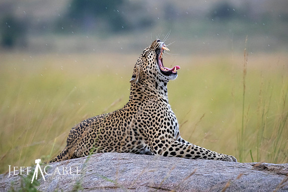 Edit-Tanzania-Migration-Tour-02702-crop