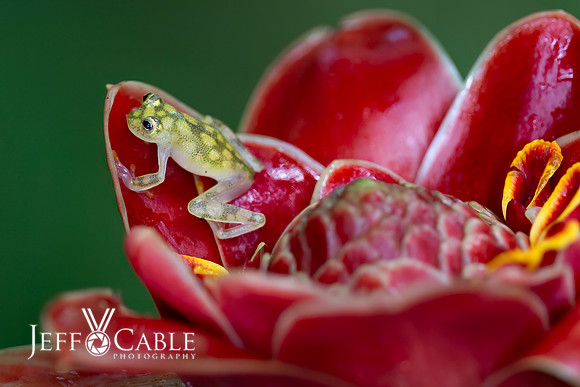 Costa Rica Photo Tours